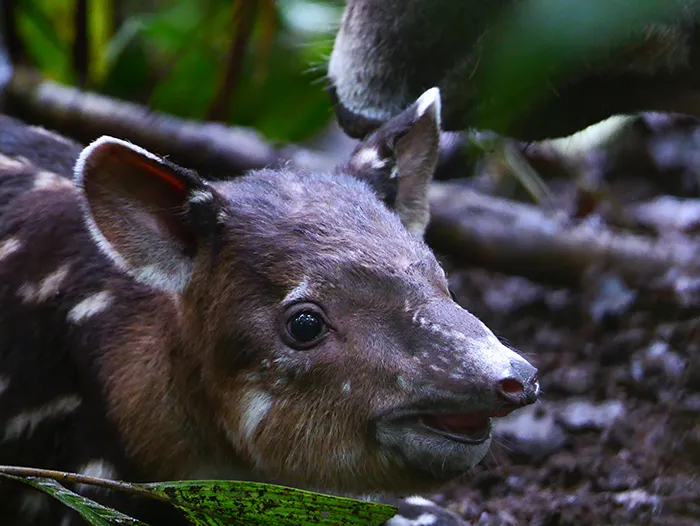 Newborn Baird's Tapir calf