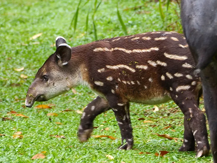 Costa Rica Baby Tapir