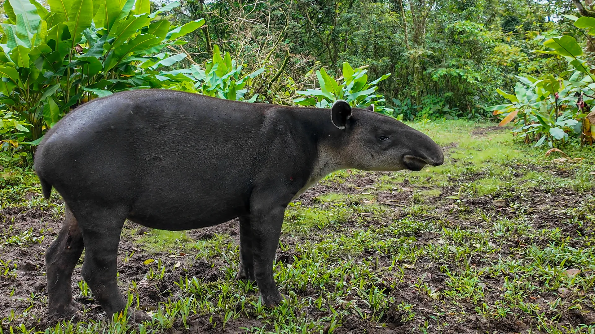 Baird's Tapir at Tapir Valley Nature Reserve