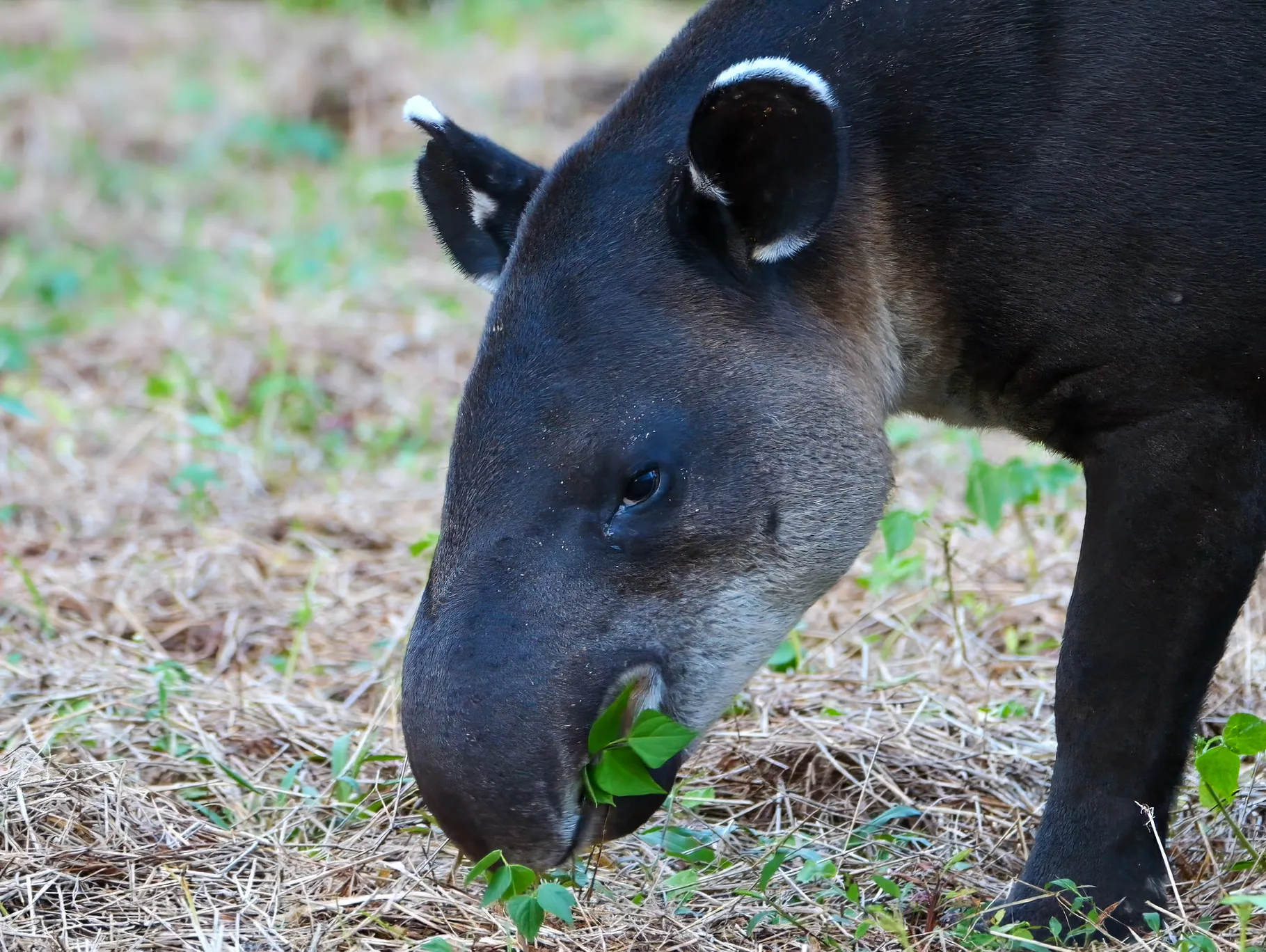 Baird's Tapir