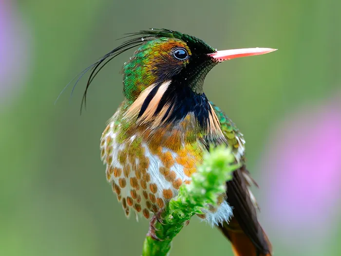 Black-crested Coquette