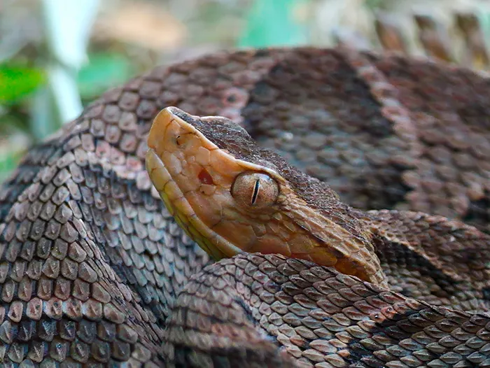 Fer de Lance Snake Costa Rica
