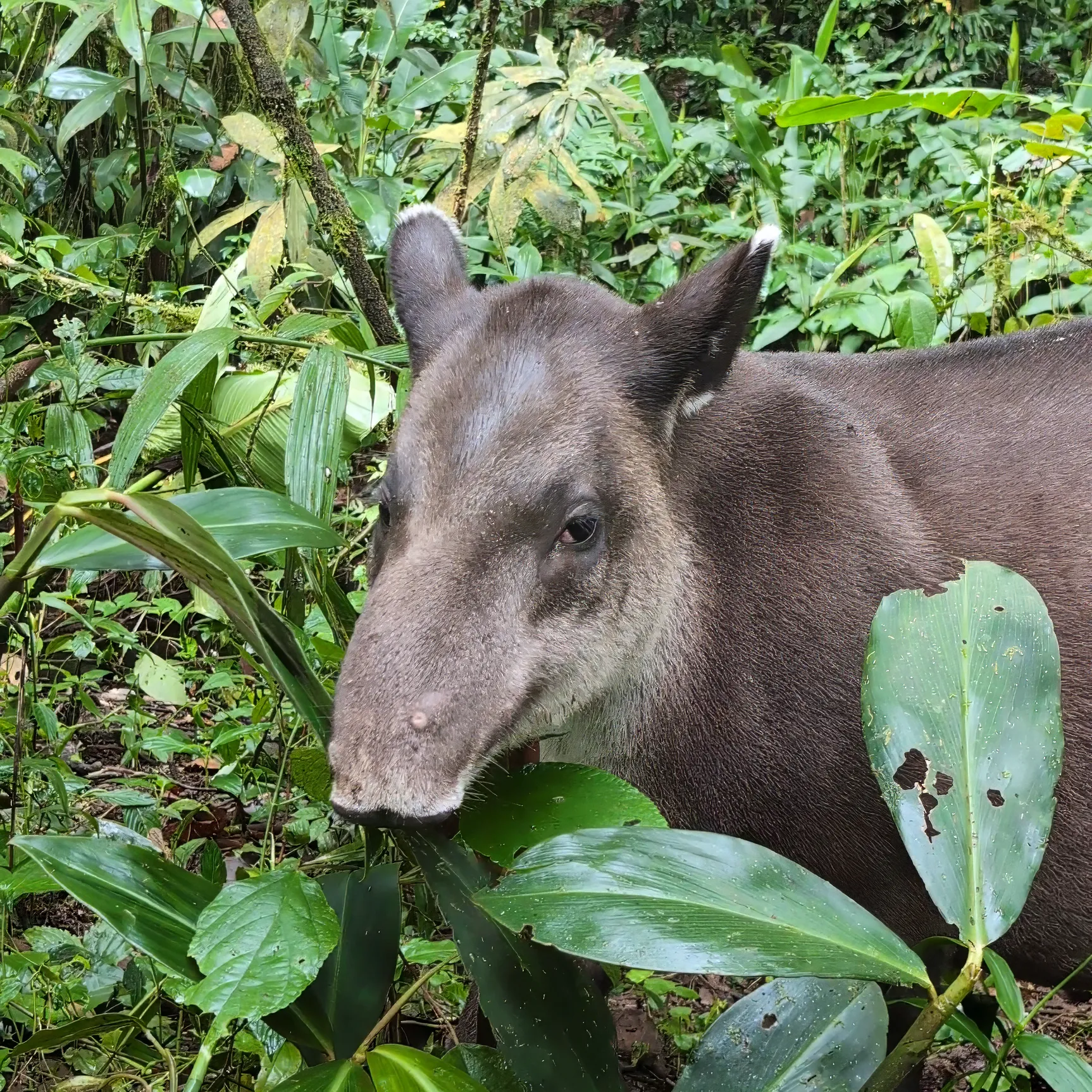 Gaia, Baird's Tapir