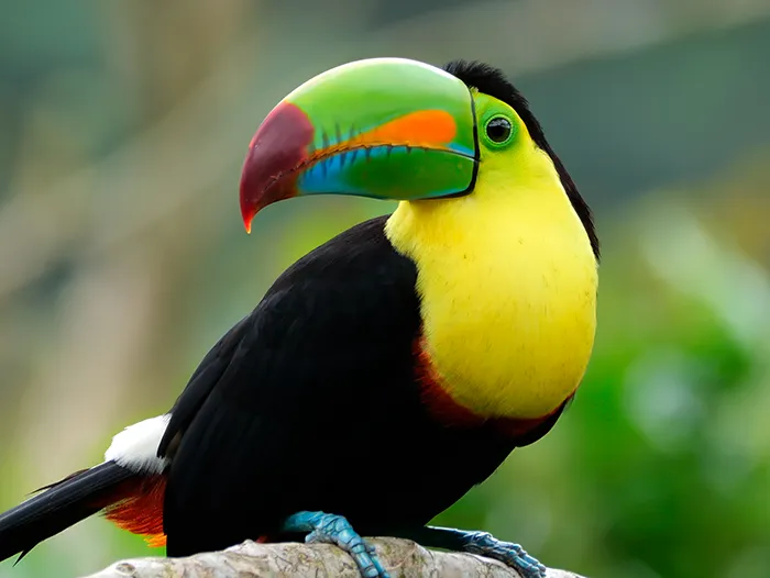 Keel-billed Toucan