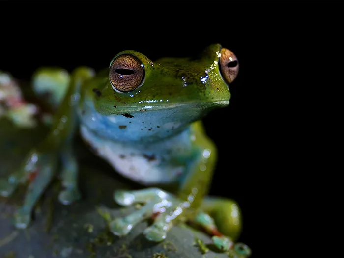 Red Webbed Tree Frog