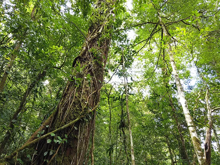Tapir Valley Primary Forest