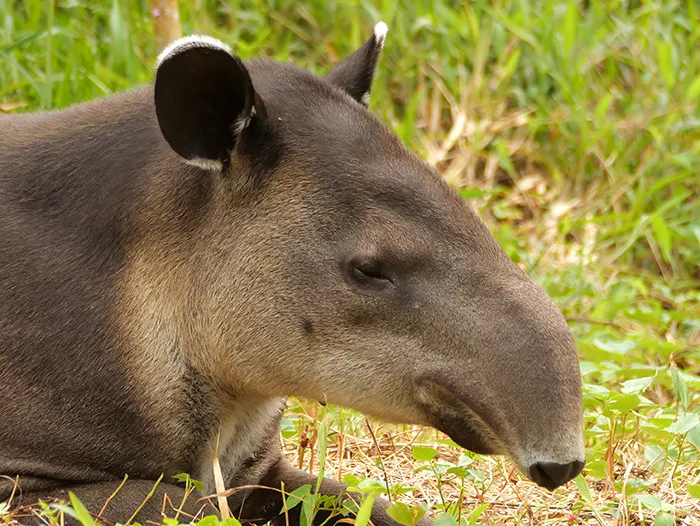 Seeing a tapir in the wild