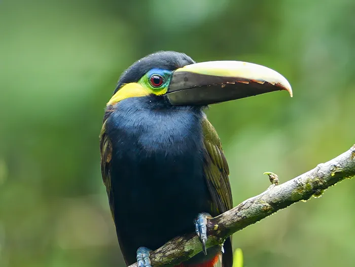 Yellow-eared Toucanet